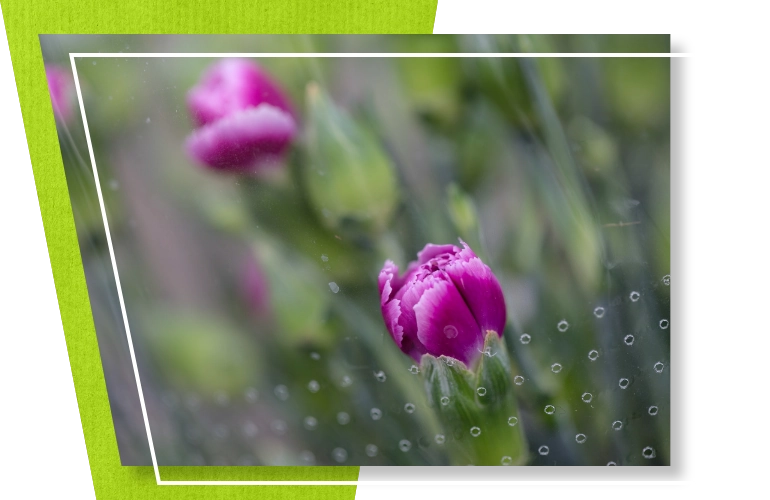 opakowania na kwiaty ciete