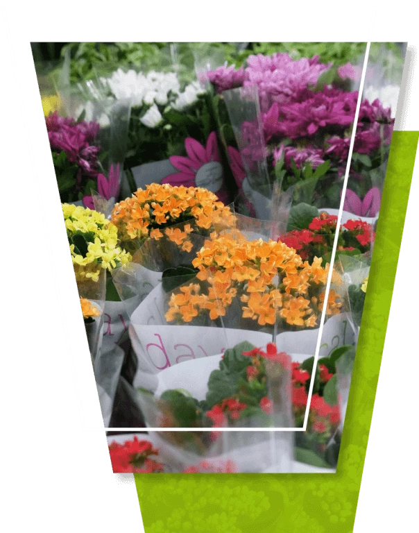 Opakowania na kwiaty doniczkowe